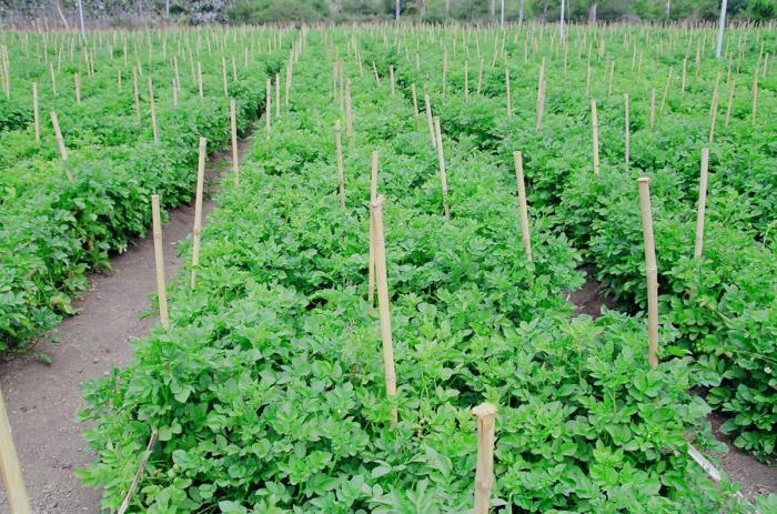 average potato yield