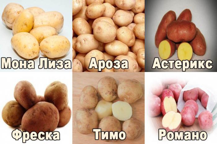 как повысить урожайность картофеля