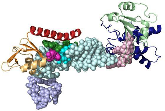 роль белков ферментов