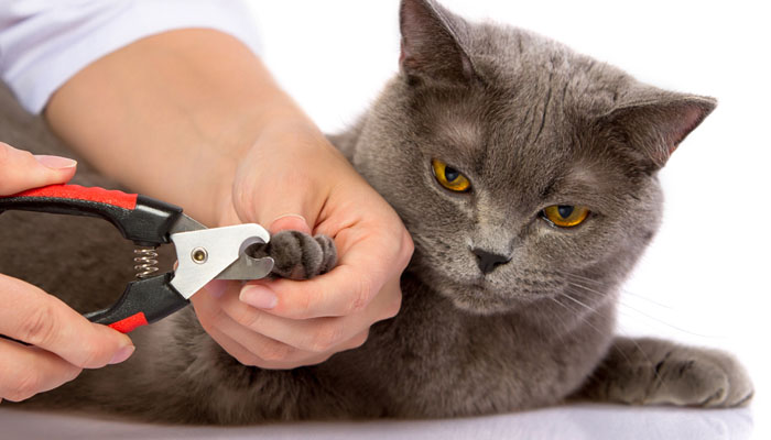 можно ли кошке подстричь когти ножницами