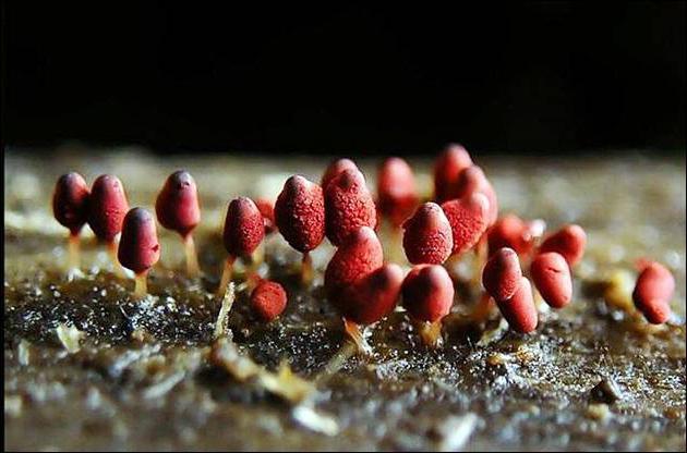 mushroom places in the Leningrad region