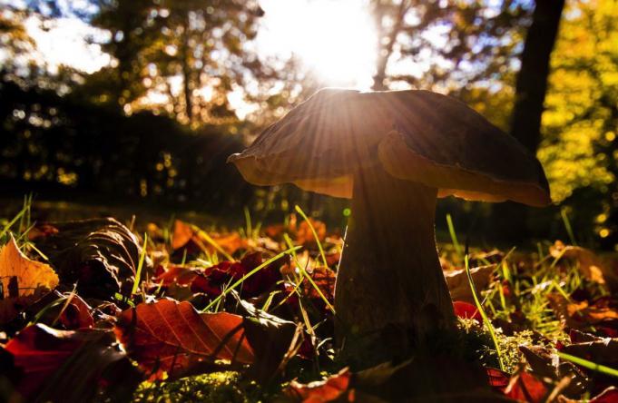 mushrooms of the Leningrad region photo