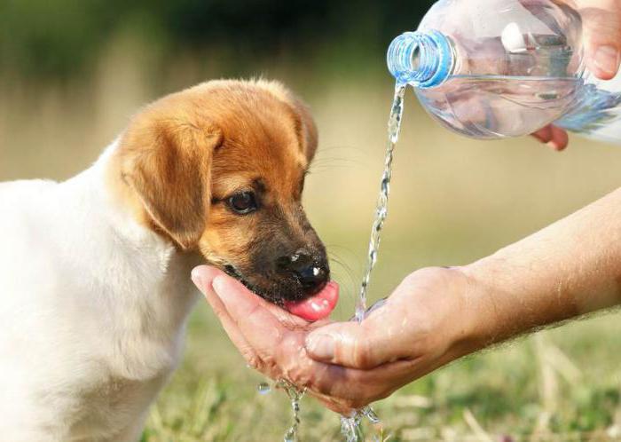 the dog began to drink a lot of water reason