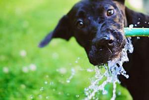 собака много пьет воды