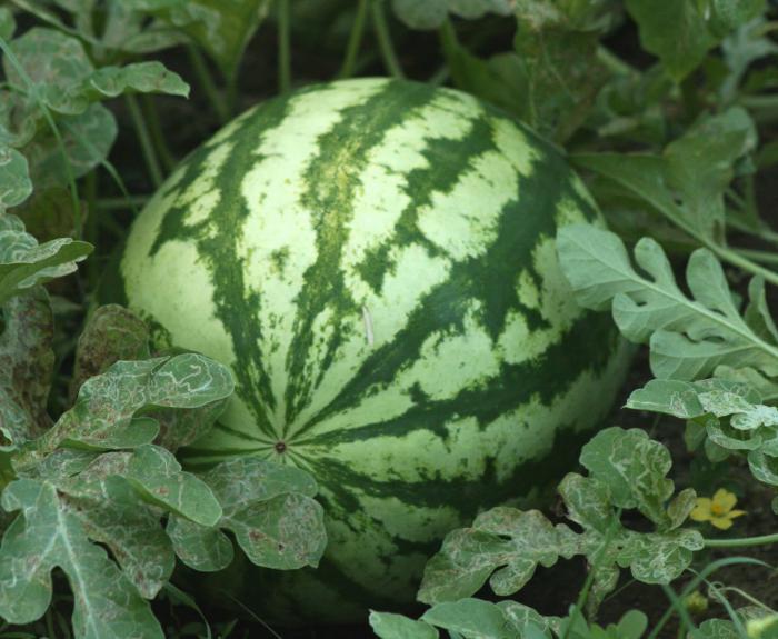 What vitamins does a watermelon contain