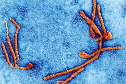лихорадка эбола страны