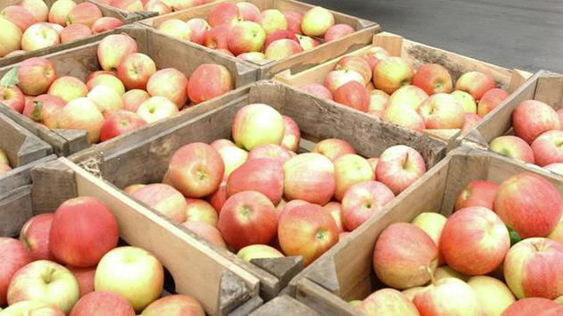 children's puzzles about an apple