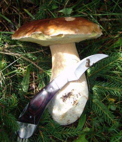 как правильно срезать грибы