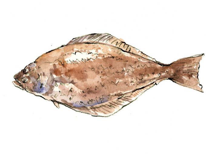 рыба палтус азиатский