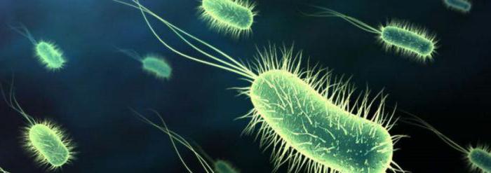 причины бактериального простатита