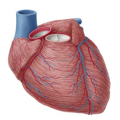 диагностика ишемической болезни сердца 