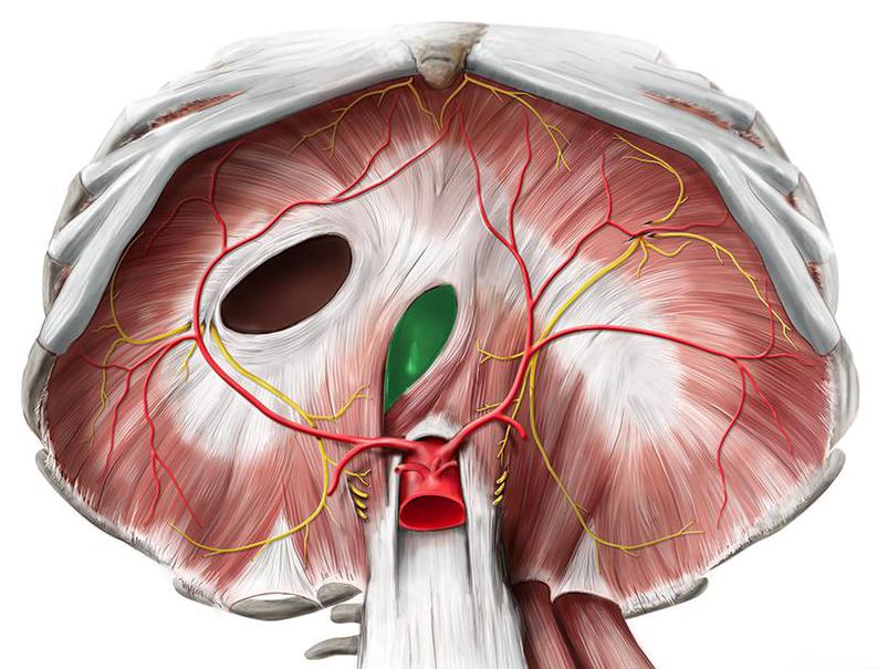 Где находится пищеводное отверстие диафрагмы фото
