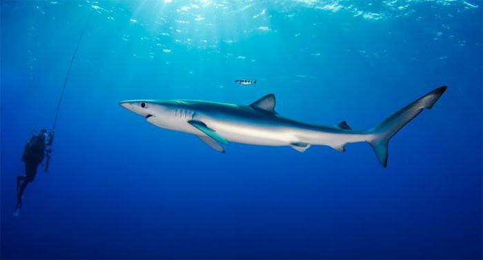 синяя акула описание