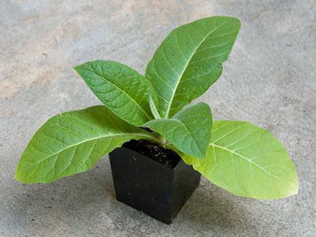 как выглядит табак растение