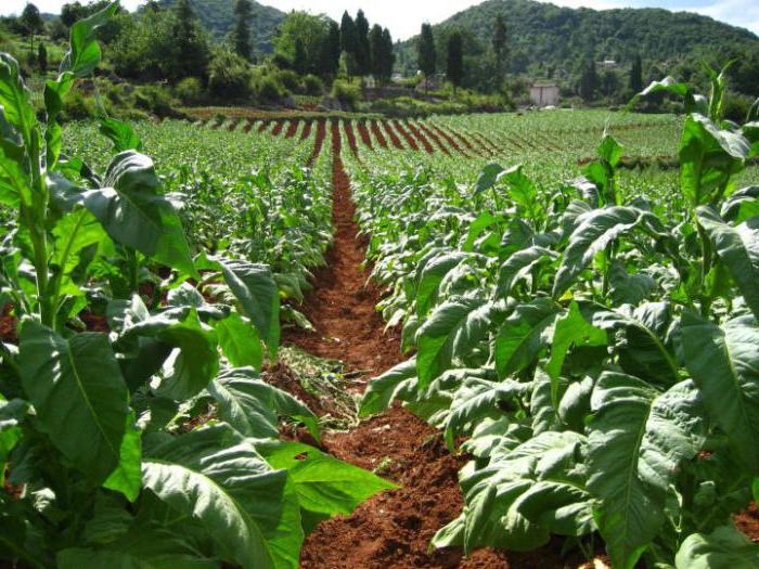 растения семена табака