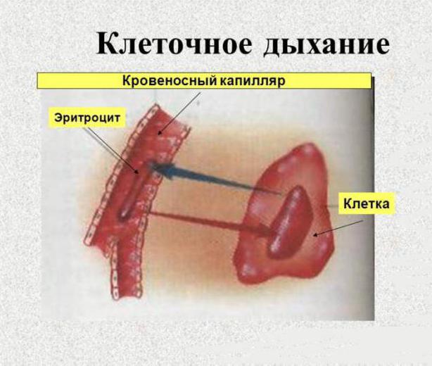 Какое легкое меньше