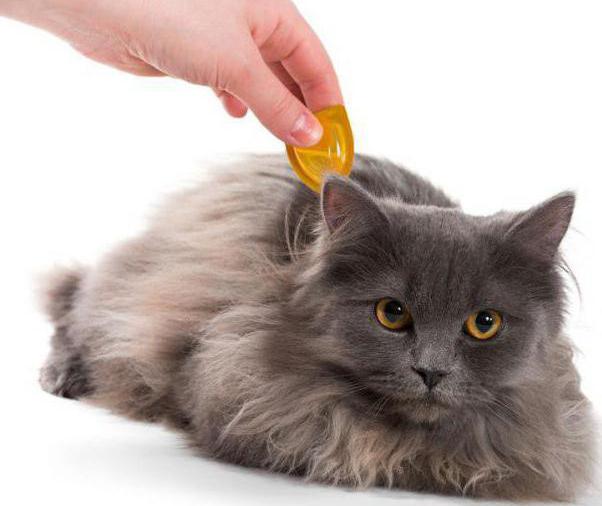дерматит у кошки симптомы