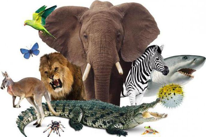 эволюция животных биология
