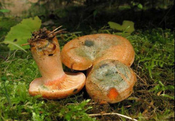 spruce mushrooms