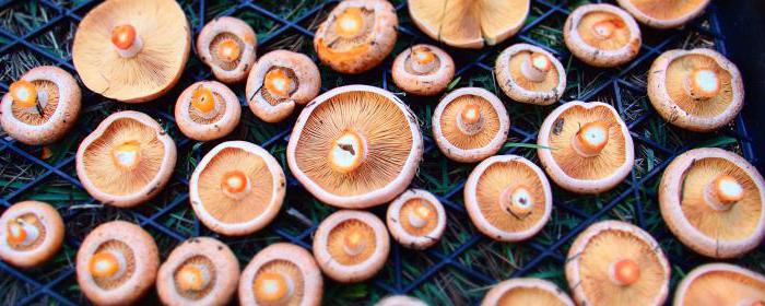 saffron mushroom