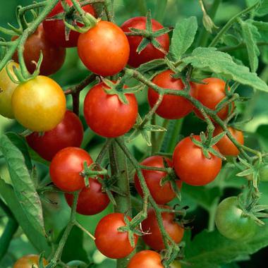 What vitamin is in tomato?