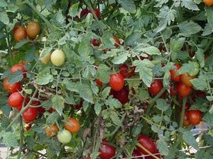 What are the vitamins in tomatoes and cucumbers?