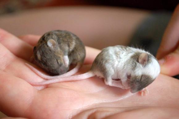 Что едят полевые мыши в домашних условиях
