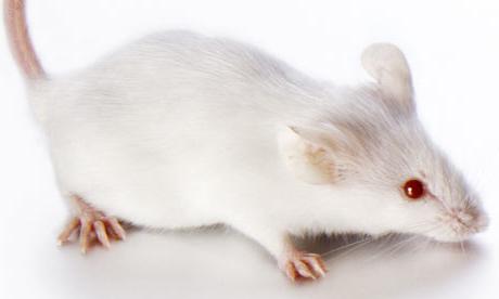 Что едят полевые мыши в домашних условиях
