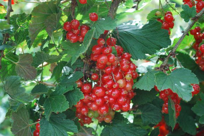 red currant benefit and harm
