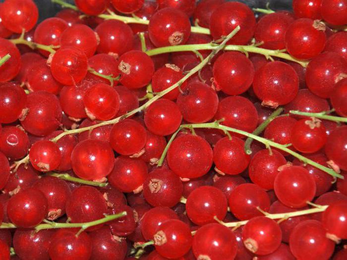 redcurrant during pregnancy benefits and harms