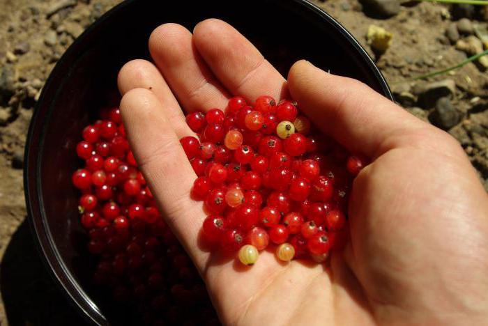 red currant benefit and harm