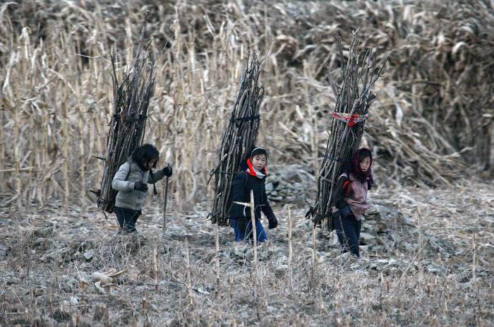 army of north and south korea