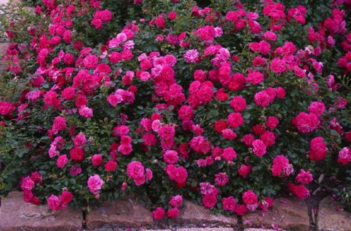 Groundcover roses (planting and care)