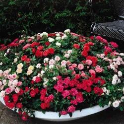 Groundcover roses (photo)