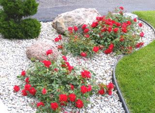 Planting Ground Cover Rose