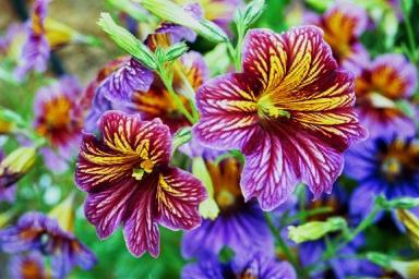 Salpiglossis - beautiful garden flowers