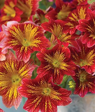 Salpiglossis (seed cultivation)