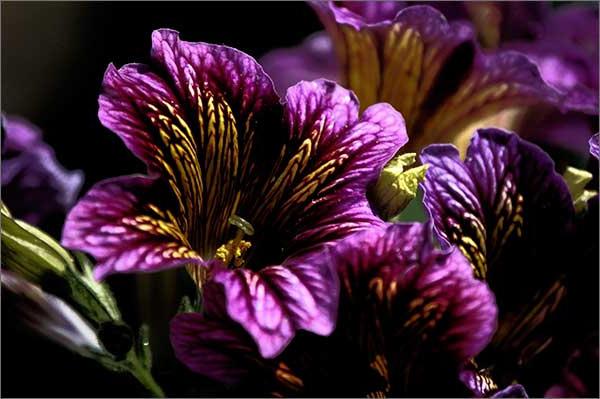 Salpiglossis (cultivation and care)