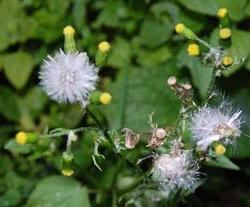 How to withdraw sow thistle?