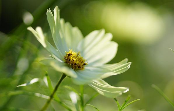 Cosmea flower (photo)