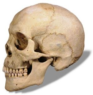 Парные кости черепа