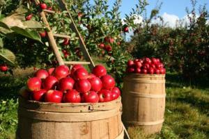 apple variety melba photo