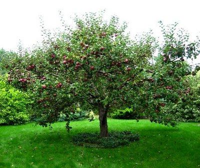 melba apple variety