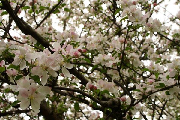 apple tree welsey photo