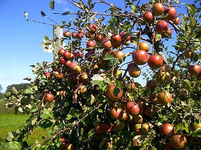 apple tree welsey