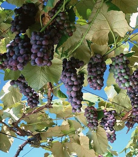 Домашний виноград