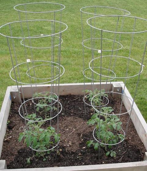 indeterminate tomatoes in a greenhouse