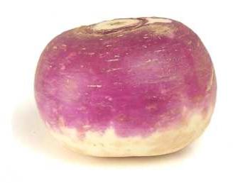 Feed turnip