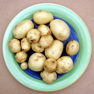 История картофеля в России
