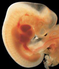 Основные этапы внутриутробного развития ребенка thumbnail